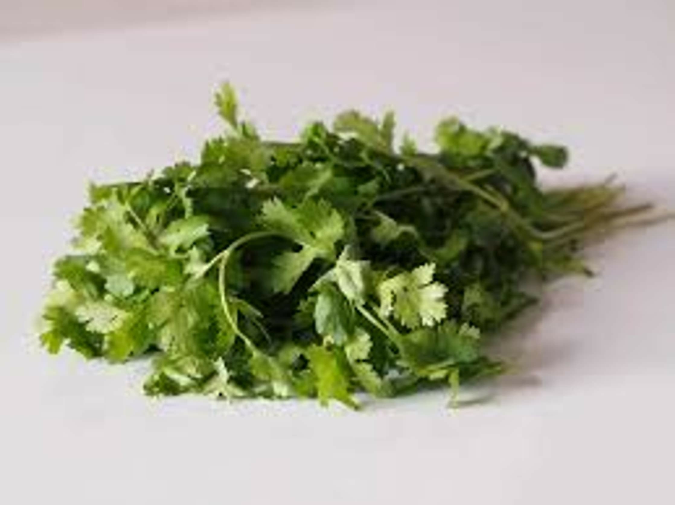 Coriander