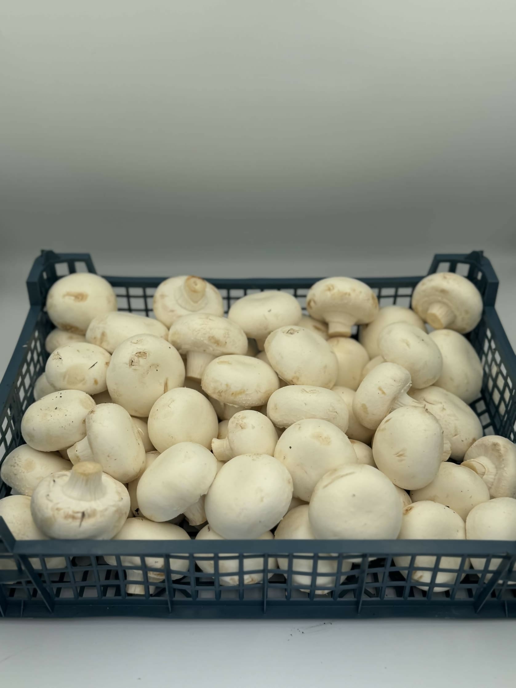 White cut mushrooms (per kg)