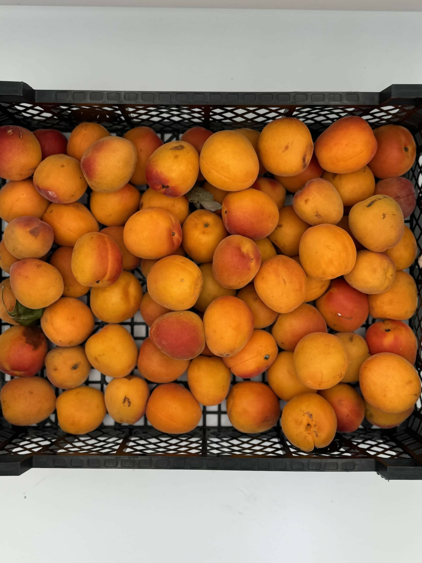 Apricots (per kg)