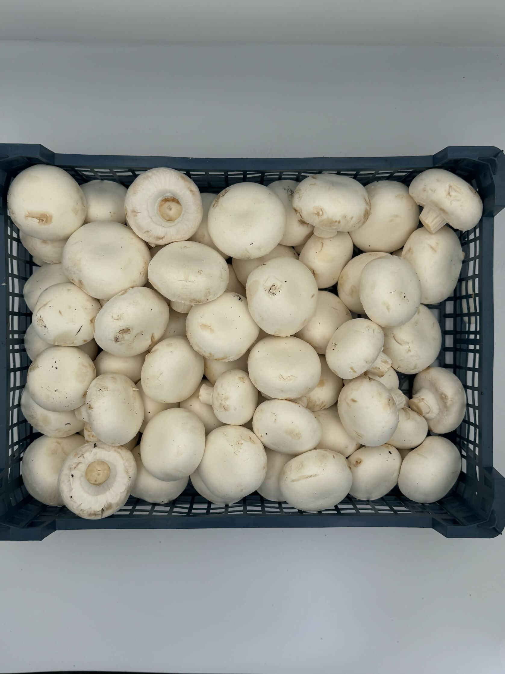 White cut mushrooms (per kg)